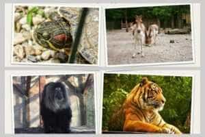 ZOO Pitești vă așteaptă la Ziua Porților Deschise 1 zoo