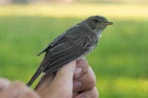 Sursă foto: Facebook Universitatea “Alexandru Ioan Cuza” din Iași.