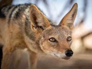 sacal - Incident șocant în Arad! O femeie a fost atacată de un şacal