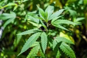 Parlamentul urmează să dezbată proiectul. Germania a mai făcut un pas pentru legalizarea canabisului în scop recreativ 1 Sursa foto: digi24.ro