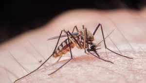 Atenție la țânțari! A fost confirmat primul caz de infectare cu virusul West Nile 1 Sursa Foto Regina Maria