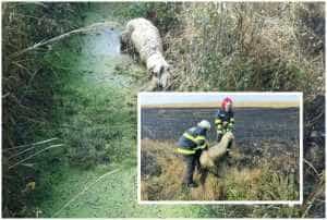 Incendiu de proporții, în Argeș! Zeci de hectare de teren, afectate de flăcări 1 page 4 - Incendiu de proporții, în Argeș! Zeci de hectare de teren, afectate de flăcări