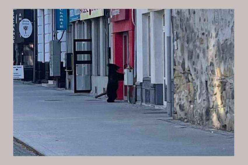 urs la Câmpulung urs la Câmpulung