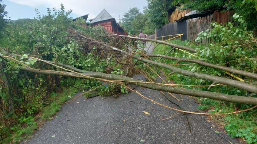 copaci cazuti copaci cazuti