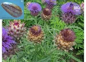 Sursă foto: Facebook BRGV Buzău.