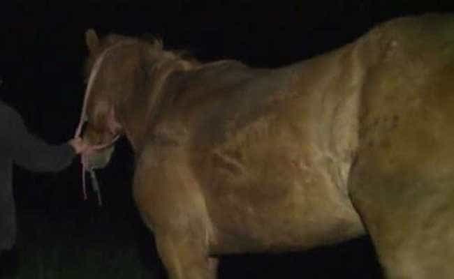 furt_cal_large furt cal large - Un bărbat din Negrași este de negăsit. L-ați văzut?