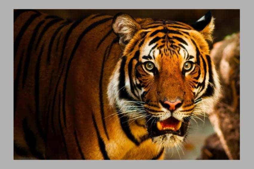 zoo Pitești zoo Pitești