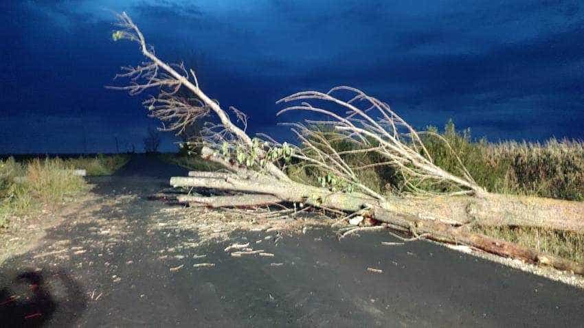 copac cazut copac cazut