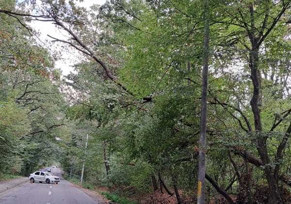 copac căzut pe cabluri