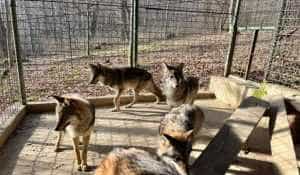 2023 09 08 25 - Fetiță de 8 ani, mușcată de lup la Grădina Zoologică din Sibiu