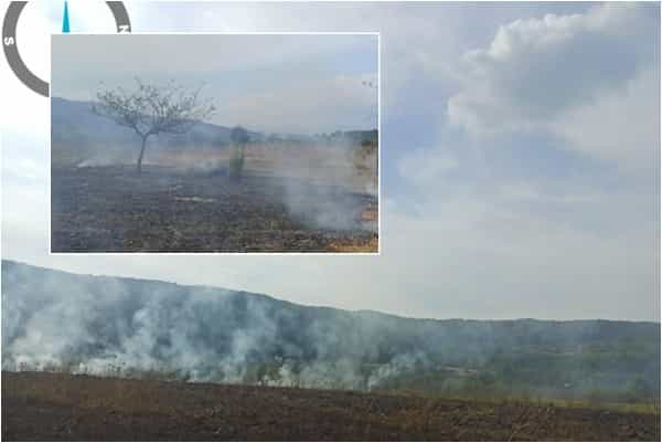 incendiu de vegetație