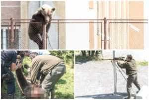 page 3 - Un urs a fost împușcat, după ce a intrat în curtea unui liceu