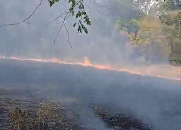 incendiu de vegetație