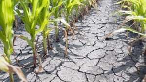 seceta - Senatorul Dan Bica: „Fermierii români afectați de secetă primesc fonduri pentru acoperirea daunelor”