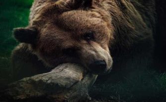 la zoo pitesti