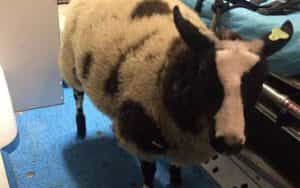 Sursa Foto Antena 3 CNN