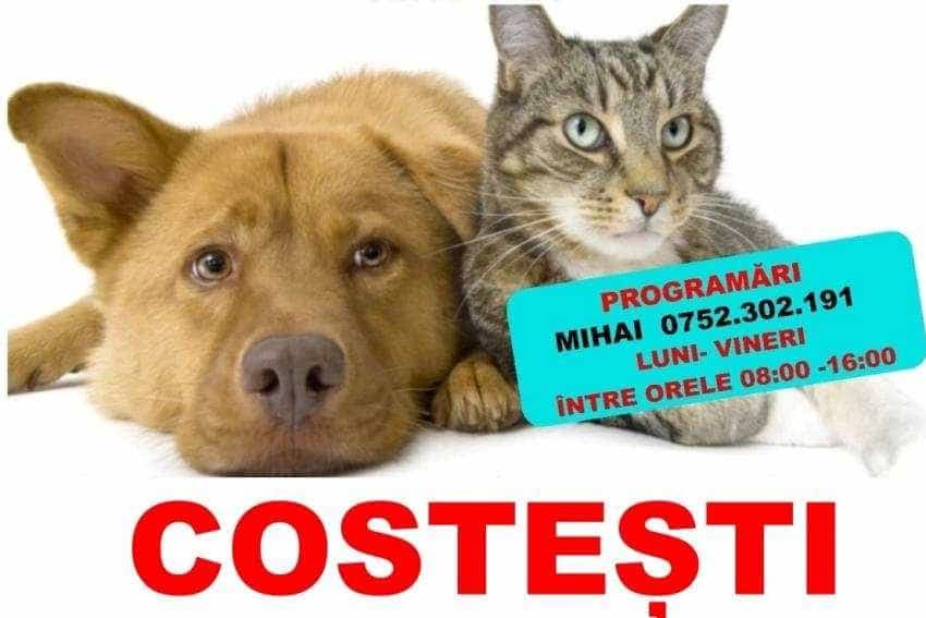 sterilizari la Costești sterilizari la Costești