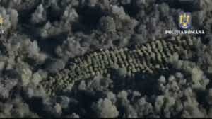 2023 10 06 8 - (VIDEO) Cultură de canabis de aproape 4.000 de metri pătraţi, descoperită de poliţişti