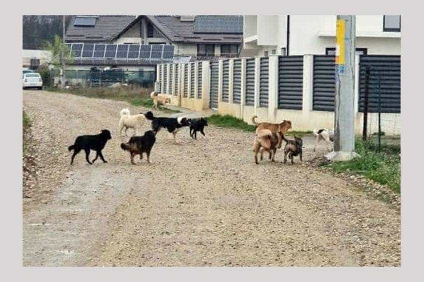 caini castrari caini castrari