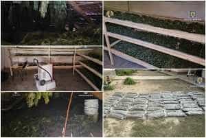 page 1 - (VIDEO) Cultură de canabis de aproape 4.000 de metri pătraţi, descoperită de poliţişti