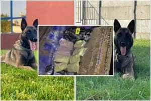 Argeș: Cele 231.997 pastile de ecstasy din remorcă-descoperite cu ajutorul a doi câini 14 page 1 - Argeș: Cele 231.997 pastile de ecstasy din remorcă-descoperite cu ajutorul a doi câini