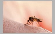 ţânţar infectie West Nile
