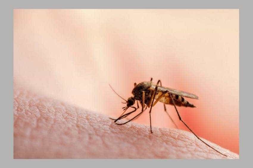 ţânţar infectie West Nile