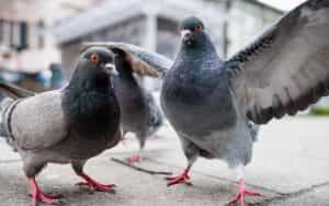 porumbei e1697139458894 - Hrănirea porumbeilor a fost interzisă în Bucureşti! Amenzile pot ajunge până la 5.000 de lei!