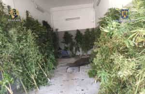 canabis diicot e1697193368900 - Două culturi de canabis de 90 de plante ambele! Un al treilea inculpat reținut de DIICOT!