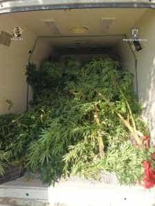 Două culturi de canabis de 90 de plante ambele! Un al treilea inculpat reținut de DIICOT! 1 diicot - Două culturi de canabis de 90 de plante ambele! Un al treilea inculpat reținut de DIICOT!