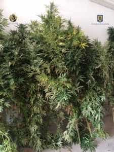 Două culturi de canabis de 90 de plante ambele! Un al treilea inculpat reținut de DIICOT! 2 diicot canabis - Două culturi de canabis de 90 de plante ambele! Un al treilea inculpat reținut de DIICOT!