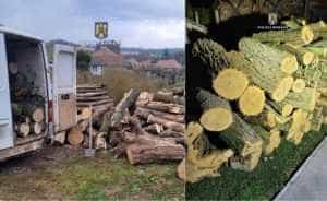 lup paznic oi padurar prins furat lemne padure avea grija 864121 - Pădurar prins la furat de lemne din pădurea pe care o avea în grijă