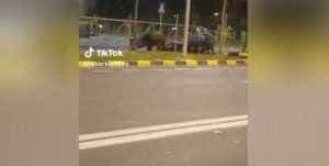 WhatsApp Image 2023 10 18 at 19.23.01 - Porci mistreți - surprinși pe străzile din Brașov!