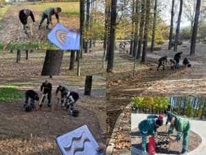 Salpitflor Green S.A. a început pregătirea. 460.000 de bulbi de lalele vor fi plantați în Pitești! 10 Sursă foto: Primăria Municipiului Pitesti