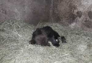 pui urs ranit1 1024x695 1 - Un pui de urs a fost găsit mort, atârnând de un copac