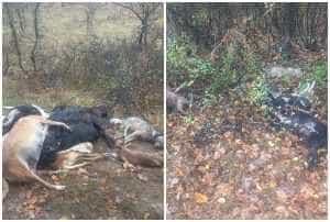 page 2 - Peste 20 de câini au fost găsiţi morţi, pe un drum forestier din Gorj