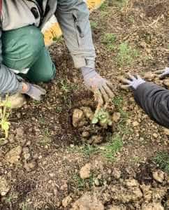 Mioveni spații verzi