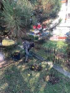 Mioveni spații verzi