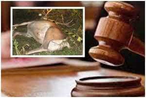 page - Bărbați din Dragoslavele, trimiși în judecată după ce au împușcat ilegal doi cerbi