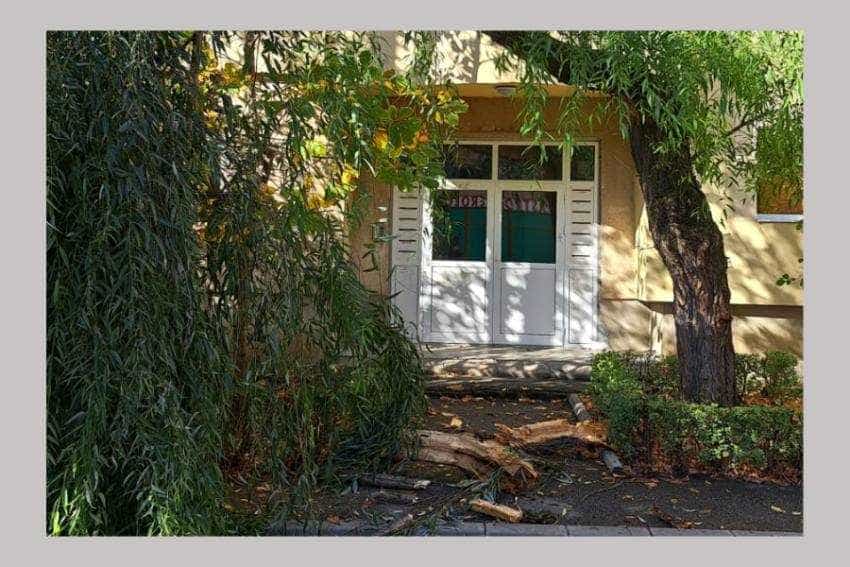 copac cazut copac cazut