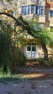 Copac căzut pe o stradă din cartierul Găvana 1 copac cazut