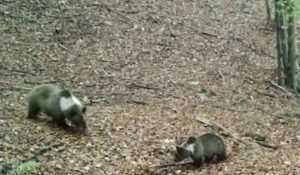 aparitie padure romania familie ursi guler alb parcul gradistea muncelului cioclovina 869217 - O familie de urși cu guler alb a fost surprinsă de camerele de supraveghere în Parcul Natural Grădiștea Muncelului Cioclovina