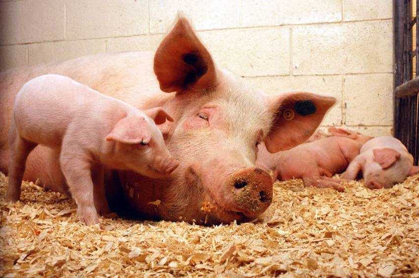 porci în gospodării