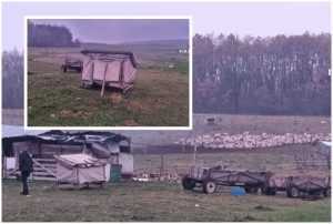 page 2 - Copil de 13 ani, sclav la stână. Părinții minorului erau plătiți pentru a-l lăsa să muncească