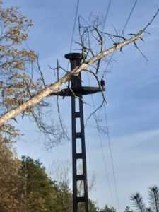 27eb5a65 d6de 4d3c 916d e65c8074481f - Vântul puternic face ravagii în Argeș!