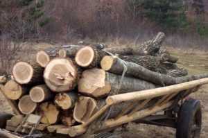 hoti lemne - Valea Mare Pravăț. Tineri prinși cu căruțele pline cu lemne fără acte