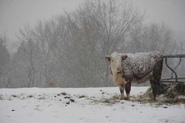 animale f51d573a1b40afa66c75f912a259d8a0 XL - (VIDEO) A început inspecția lucrărilor de pe drumul expres Craiova-Piteşti