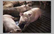 testare porci
