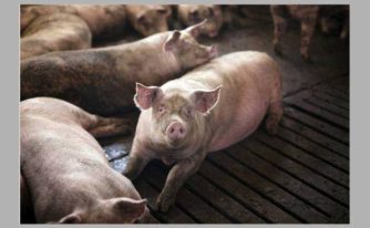 testare porci