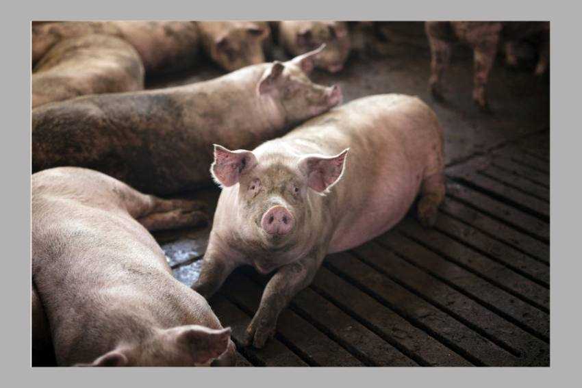 testare porci testare porci